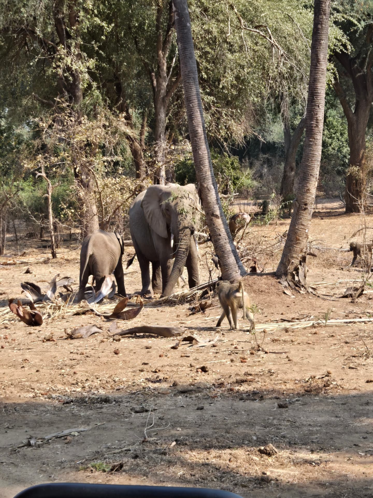 Elephant herd and baboon among the trees on a game drive near Livingstone