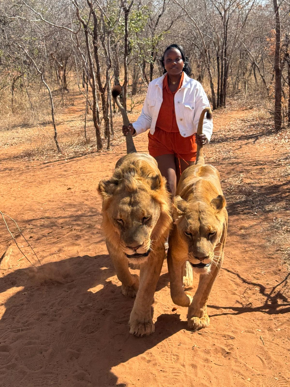 Guest walking with two lions on a Livingstone lion encounter