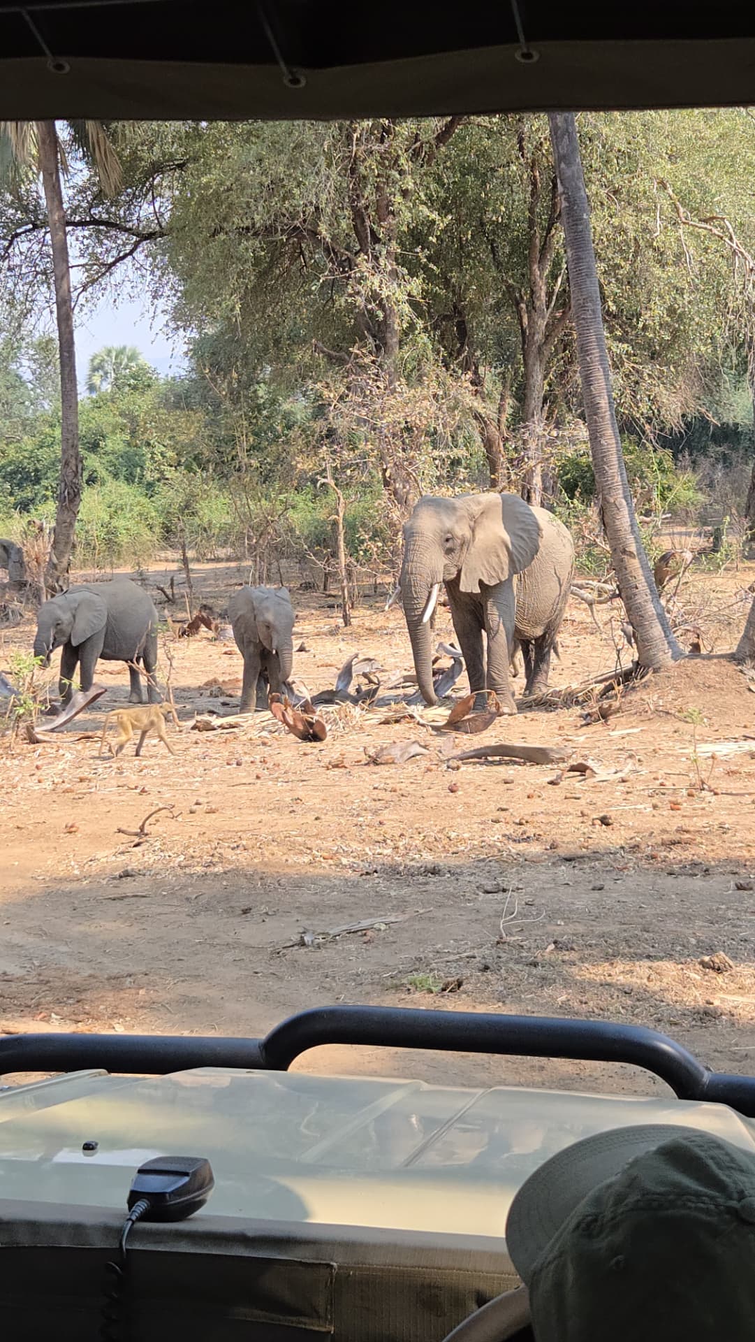 Elephants viewed from a safari vehicle on a Zambian game drive