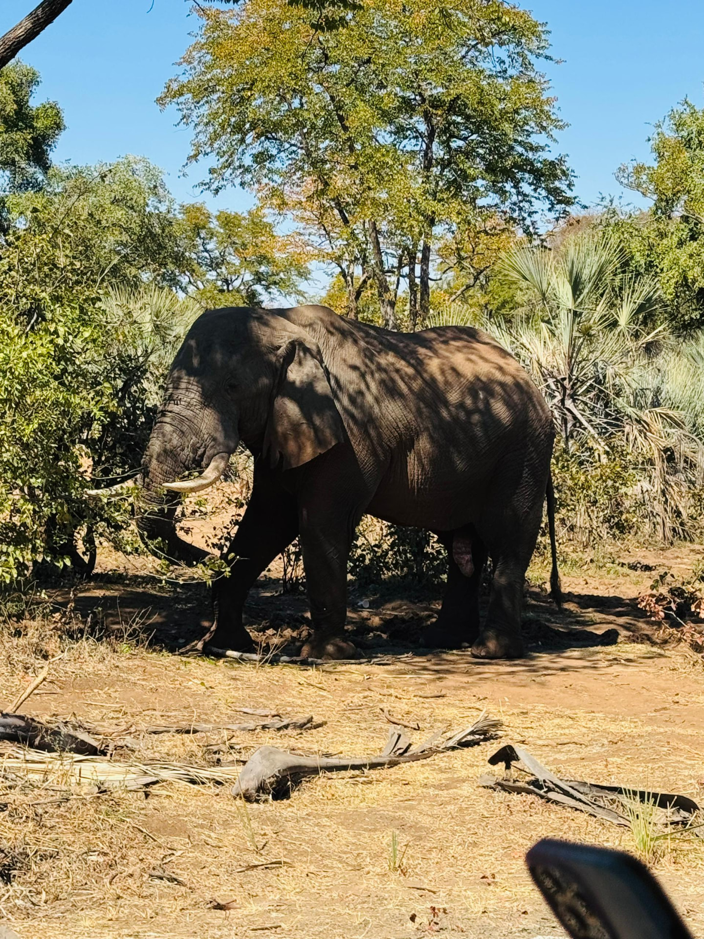 Large bull elephant in dappled shade in the Zambian bush