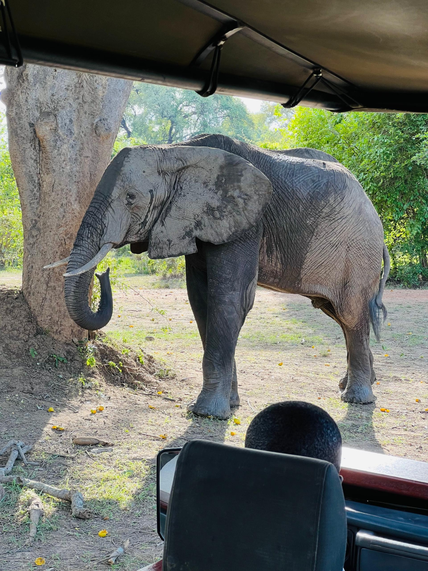 Close encounter with an elephant beside the safari vehicle