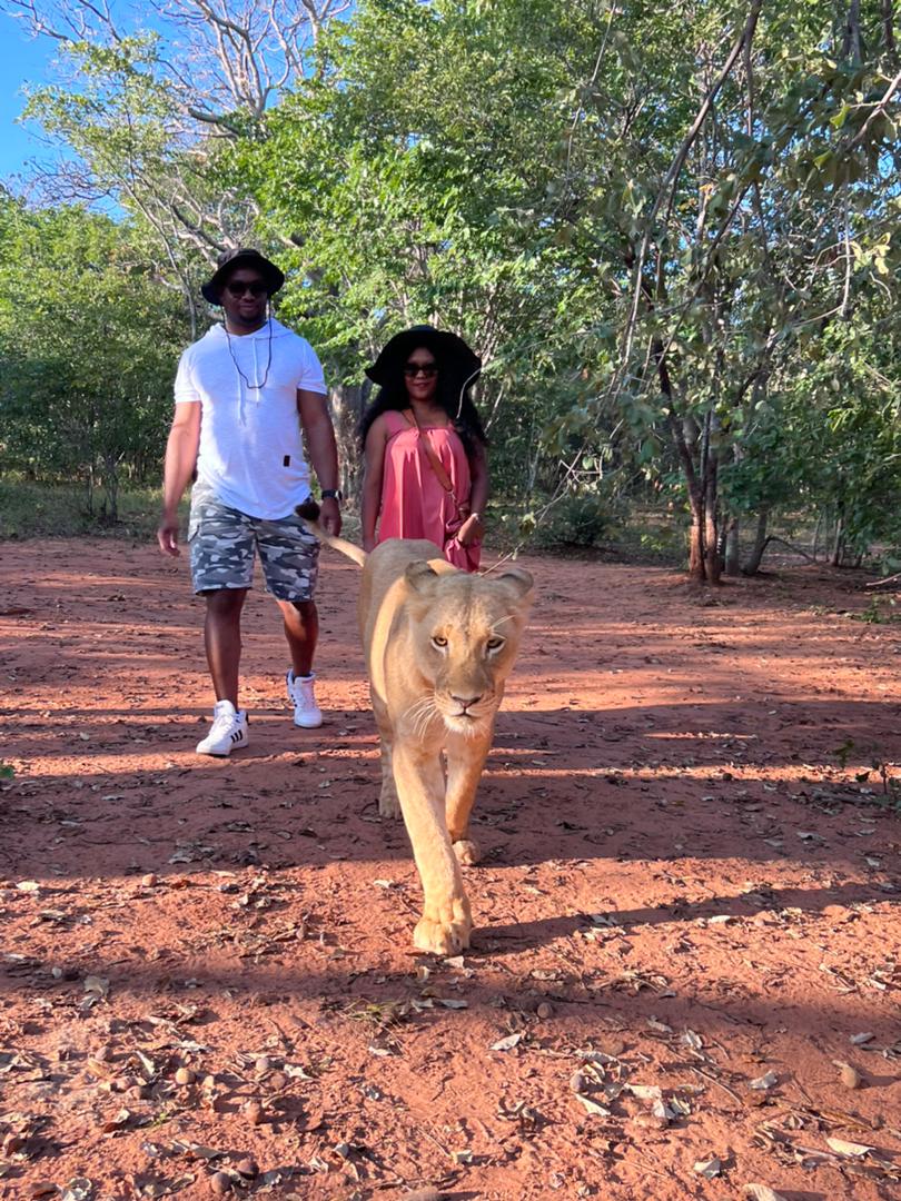 Guests on a guided lion walk in the bush near Livingstone, Zambia